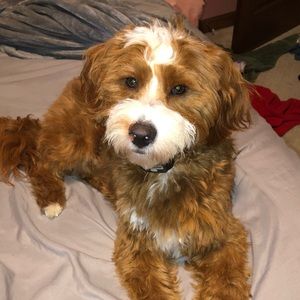 Meet your Posher, Addison